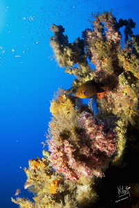This pic was taken at 65 mts were you can see soft coral ... by Natasha Maksymenko 